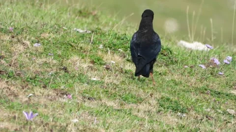 Red-billed chough, Cornish chough, Pyrrhocorax pyrrhocorax, Spain 動画素材 234348129
