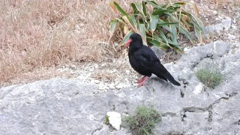 Red-billed chough, Cornish chough, Pyrrhocorax pyrrhocorax, Spain 動画素材 234348145