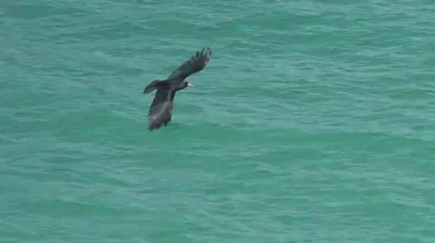 Red-billed Chough flying over a cliff and the sea Stock Footage 41472953