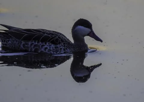 Red billed duck or Red billed teal swimming in Marievale bird sanctuary nigel Stock Photos
