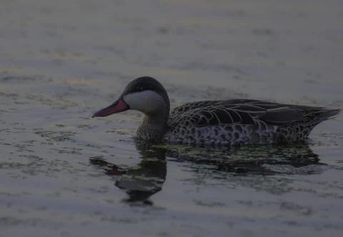 Red billed duck or Red billed teal swimming in Marievale bird sanctuary nigel Stock Photos