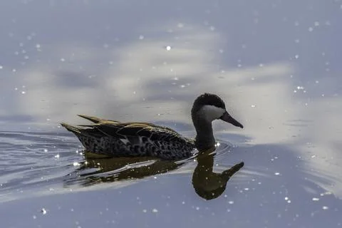 Red billed duck or Red billed teal swimming in Marievale bird sanctuary nigel Stock Photos