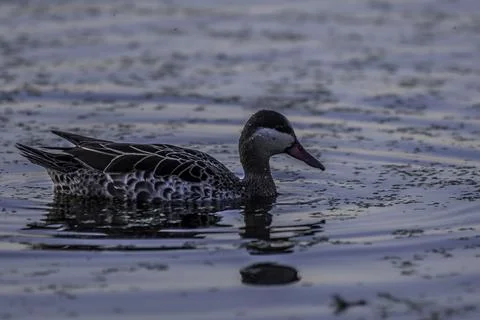 Red billed duck or Red billed teal swimming in Marievale bird sanctuary nig.. Stock Photos