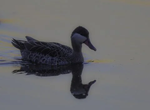 Red billed duck or Red billed teal swimming in Marievale bird sanctuary nig.. Stock Photos
