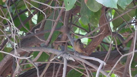 Red-billed firefinch perched on branch in middle of tree cleaning itself Video stock 208940380