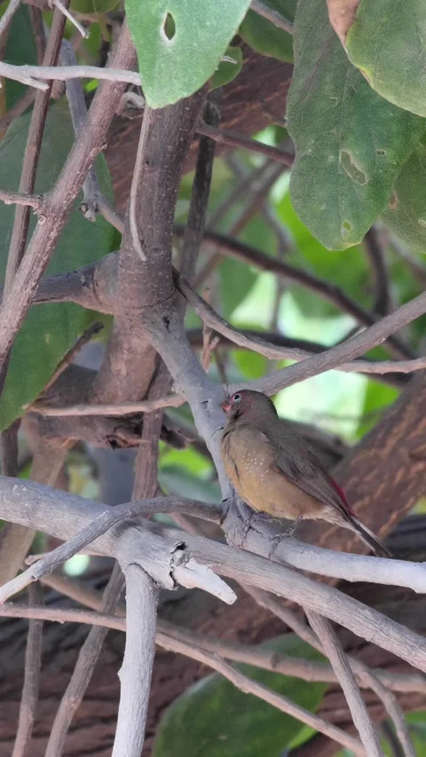 Red-billed firefinch perched on branch in middle of tree cleaning itself Video stock 230690245
