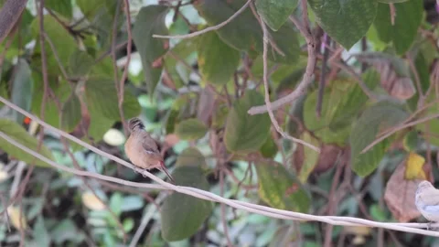 Red-billed firefinch perched on wire cleaning itself Video stock 208940390