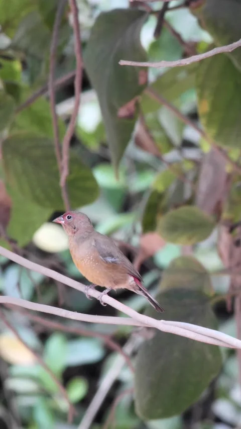 Red-billed firefinch perched on wire cleaning itself Video stock 230690247