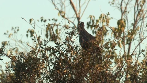 Red-billed francolin in tree Video stock 106353478