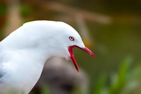 Red billed gull guarding its nest with chicks Stock Photos