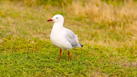 Red-billed Gull in Ocean Grove, Australia Vídeo Stock 306813892