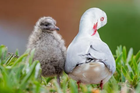 Red Billed Gull Stock Photos