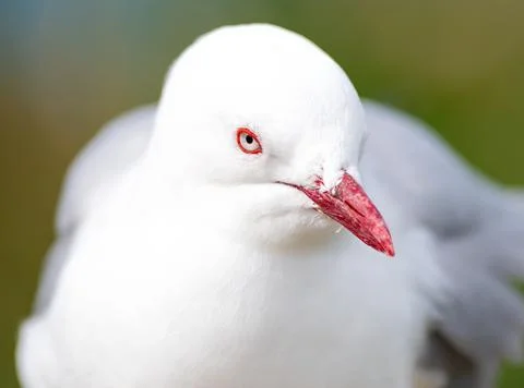 Red Billed Gull Stock Photos