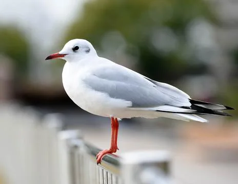 Red billed gull resting on a metal fence Stock Photos