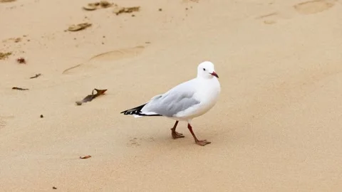 Red-billed Gull Strolling on Point Lonsdale Beach Stockbeeldmateriaal 305893241