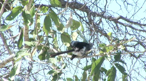 Red-billed hornbill Vidéo 531815