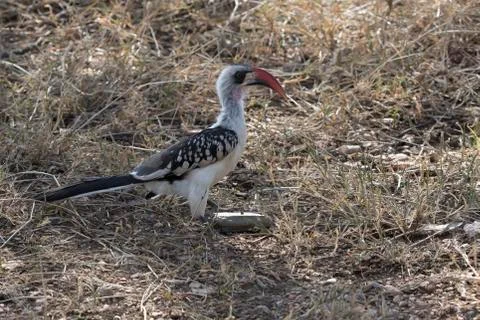 Red-billed Hornbill sitting on the ground in a glade in an African bush in a Stock-Fotos