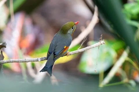 Red billed leiothrix is perched on a branch on a sunny day in the tropical .. Stock Photos