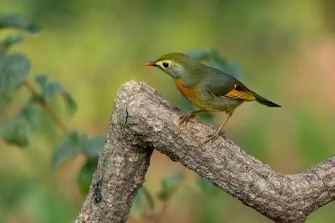 Red-billed Leiothrix perched on a tree branch Stock Photos