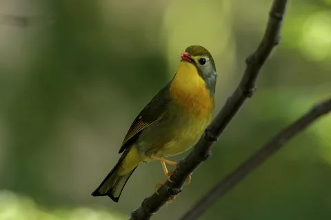 Red-billed Leiothrix perched on tree branch in Janjehli, Himachal Pradesh 스톡 사진