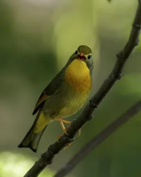 Red-billed Leiothrix perched on tree branch in Janjehli, Mandi, Himachal Fotos Stock