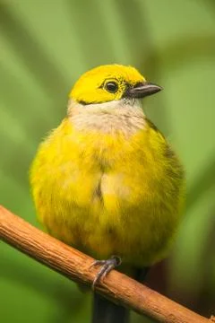 Red-billed leiothrix Stock Photos