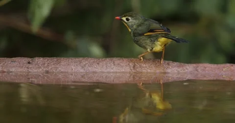 Red-billed Leothrix Bathing Video stock 330765480