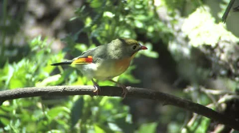 Red-billed Leothrix (Leiothrix lutea) Stock Footage 11332966