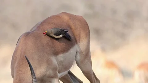Red-billed Oxpecker Bird Cleaning Parasites Off An Impala Stock-Footage 336094409
