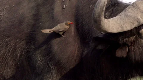 Red Billed Oxpecker, buphagus erythrorhynchus standing on African Buffalo Stock Footage