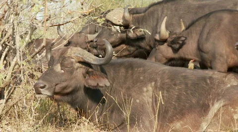 Red Billed Oxpecker 库存影片 523440