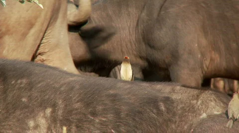 Red Billed Oxpecker 库存影片 523449