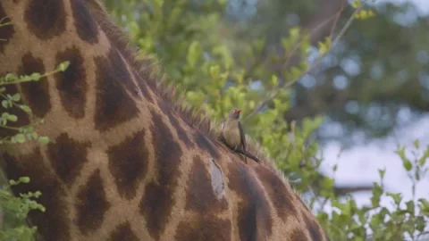 Red-billed oxpecker perched and moving along the back of a giraffe in natural Stock Footage 338998406