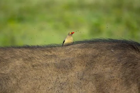 A red-billed oxpecker perches on the back of a buffalo near Lake Nakuru, Ri.. Stock Photos