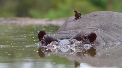 Red-billed oxpecker picking on a hippo's back for parasites. Vidéo 334170231