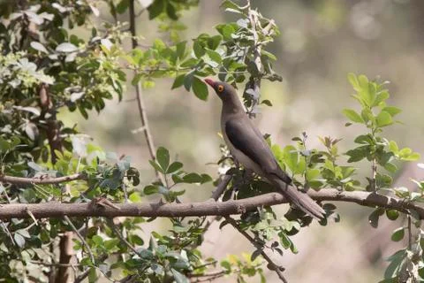 Red-billed Oxpecter sitting on a tree branch in a small oasis in the savanna Stock Photos