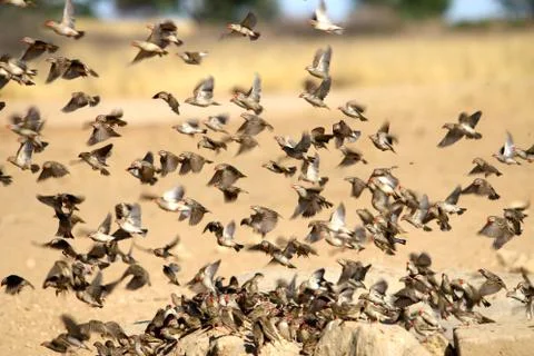 Red-billed quelea flock flying away from a waterhole in the Kalahari desert Stock Photos