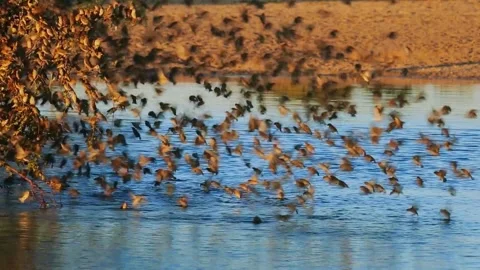 Red-billed Quelea (Quelea quelea) Stock Footage 282888484