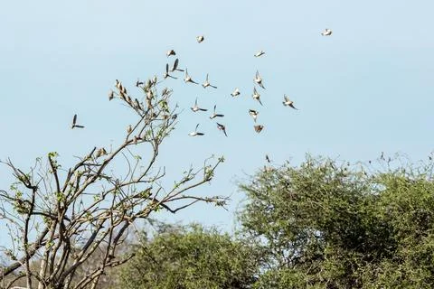 Red-billed Quelea taking off in Flight Stock Photos