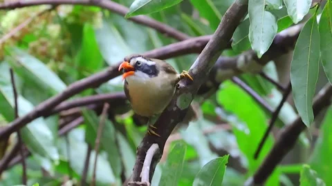 Red-billed Scimitar Babbler	 Stock Footage 252436209