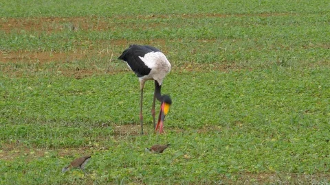 Red billed Stork Stock Footage 125445874