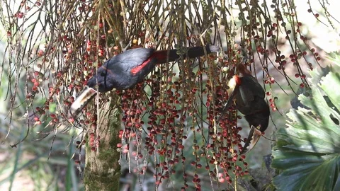 Red billed toucans on berry tree Stock Footage 113174944