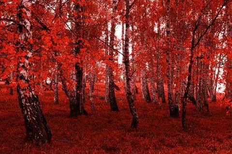 Red Birch Tree Stock Photos