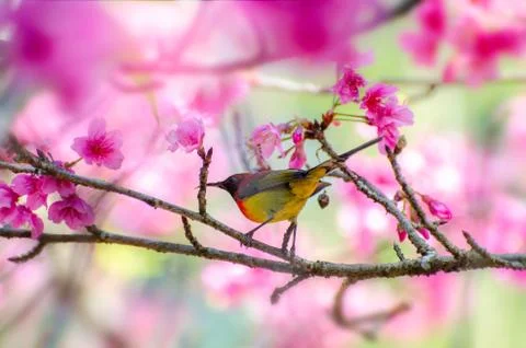 Red bird blue background perched on the branches Sakura Stock Photos