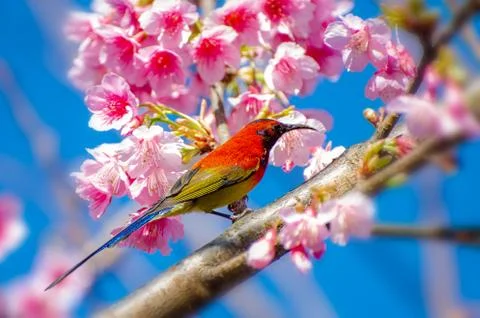 Red bird blue background perched on the branches Sakura Stock Photos