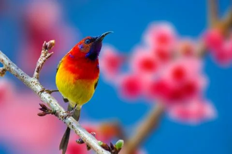 Red bird blue background perched on the branches Sakura Stock Photos