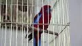Red bird in the cage HD Footage