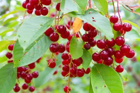 Red bird cherry berries Stock Photos