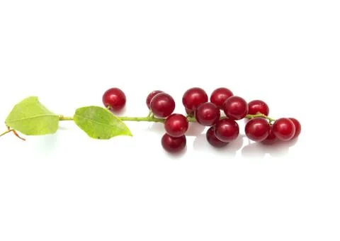 Red bird-cherry tree Stock Photos