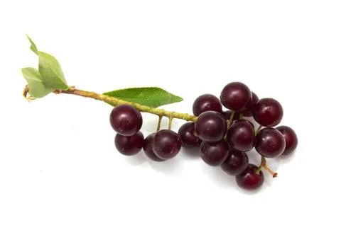 Red bird-cherry tree Stock Photos